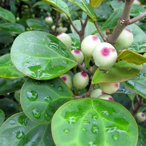 菩提樹果實可以吃嗎|小盼菩提果實能吃嗎 小盼菩提果實有什麼用